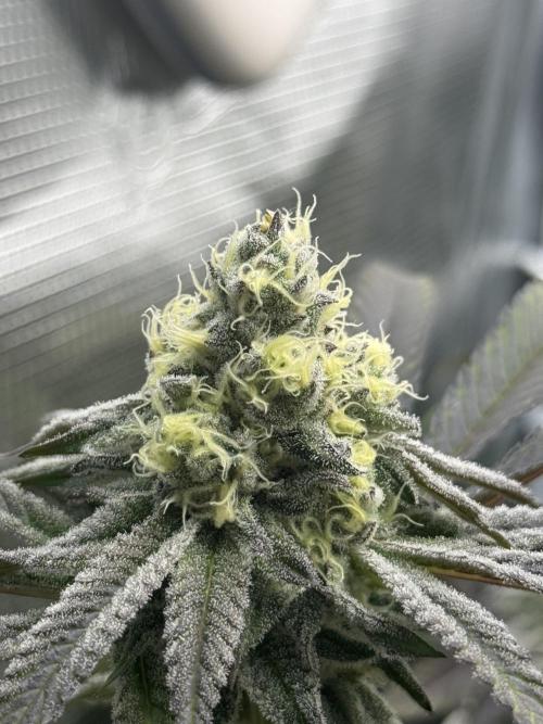 Astronaut Status #24 - Winter Grow 2024. Week 9