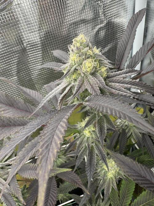 Astronaut Status #24 - Winter Grow 2024. Week 9