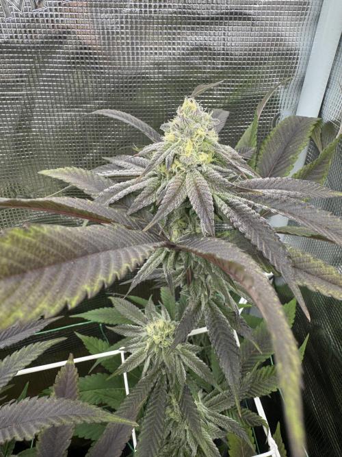 Astronaut Status #24 - Winter Grow 2024. Week 9