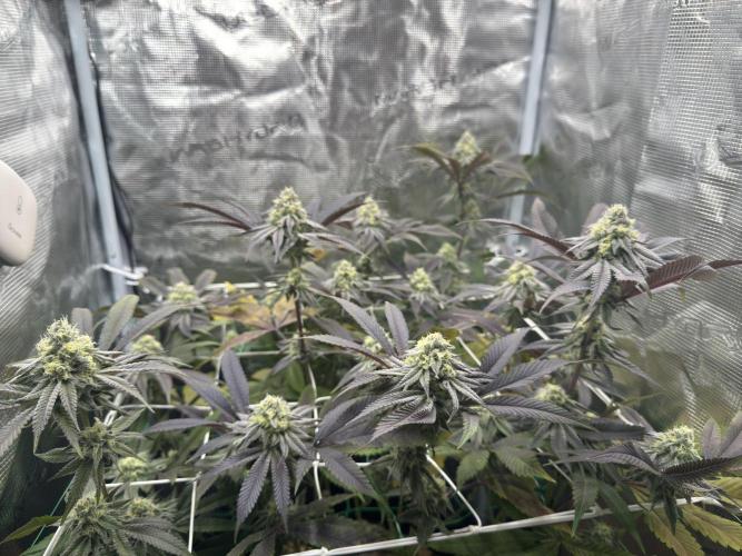 Astronaut Status #24 - Winter Grow 2024. Week 9