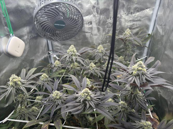 Astronaut Status #24 - Winter Grow 2024. Week 9