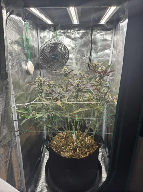 Astronaut Status #24 - Winter Grow 2024. Week 9