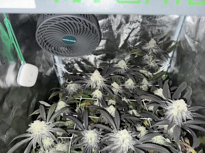 Astronaut Status #24 - Winter Grow 2024. Week 10