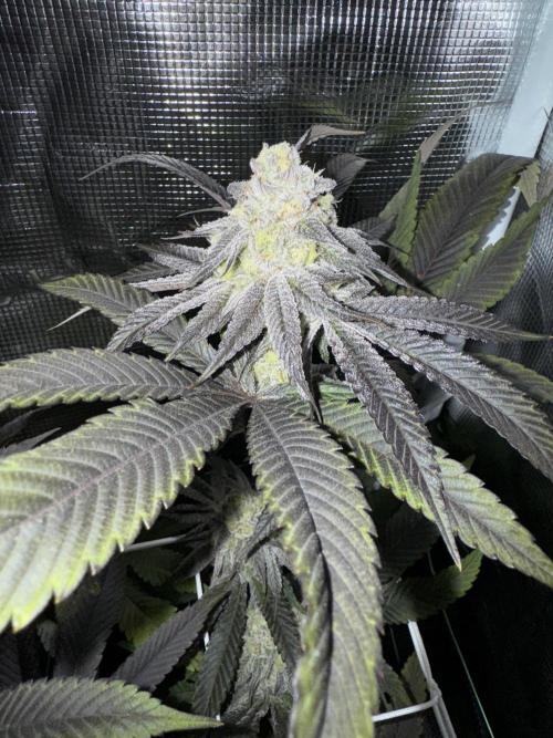 Astronaut Status #24 - Winter Grow 2024. Week 10