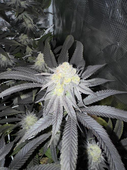Astronaut Status #24 - Winter Grow 2024. Week 10