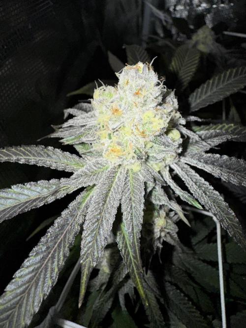 Astronaut Status #24 - Winter Grow 2024. Week 10