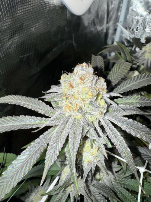Astronaut Status #24 - Winter Grow 2024. Week 10