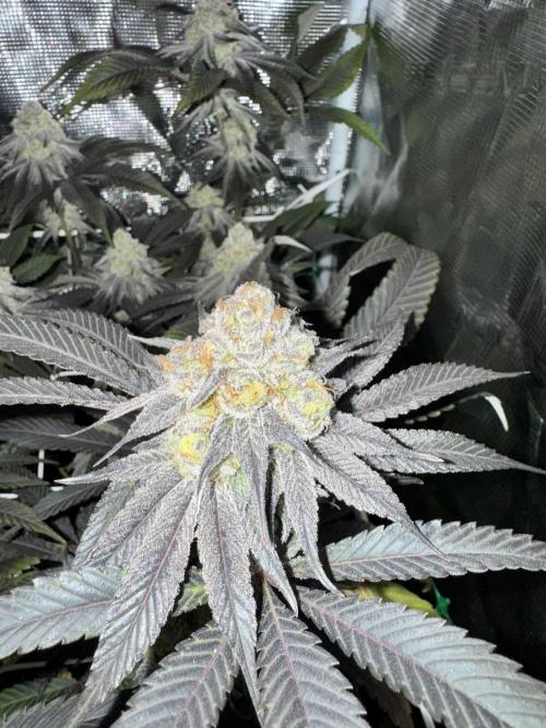 Astronaut Status #24 - Winter Grow 2024. Week 10