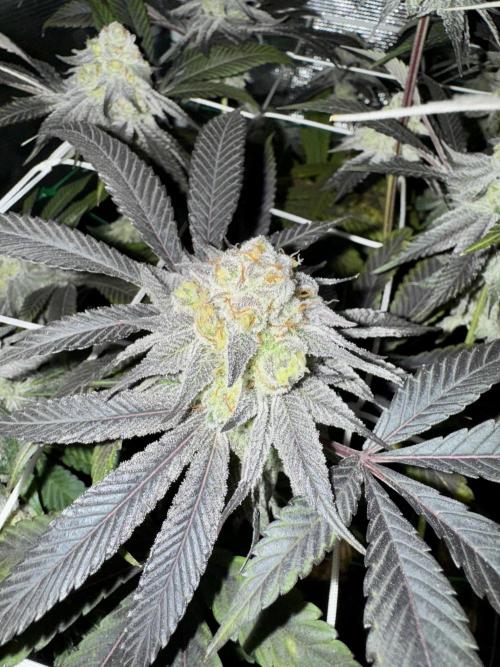 Astronaut Status #24 - Winter Grow 2024. Week 10