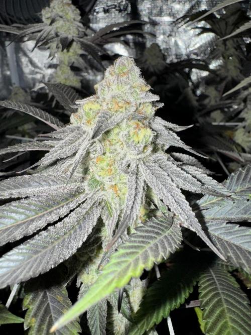 Astronaut Status #24 - Winter Grow 2024. Week 10