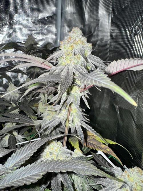 Astronaut Status #24 - Winter Grow 2024. Week 10