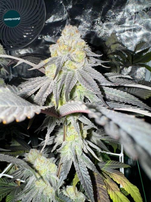Astronaut Status #24 - Winter Grow 2024. Week 10