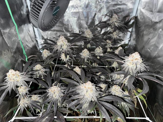 Astronaut Status #24 - Winter Grow 2024. Week 11