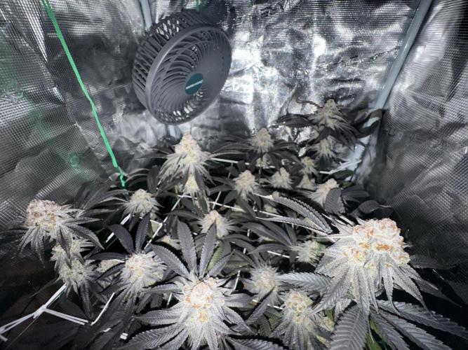 Astronaut Status #24 - Winter Grow 2024. Week 11