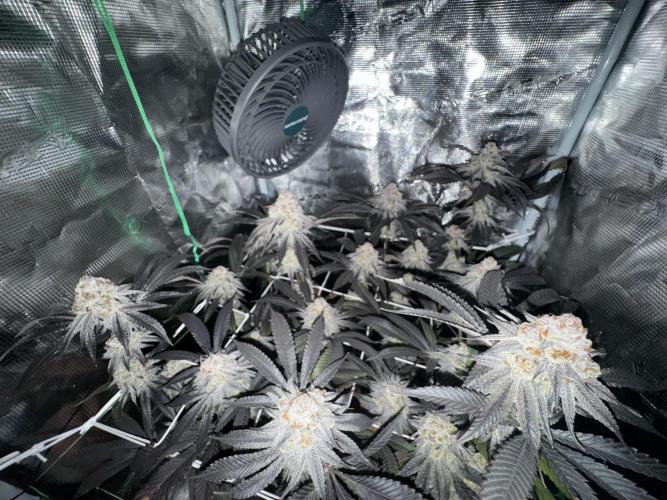 Astronaut Status #24 - Winter Grow 2024. Week 11