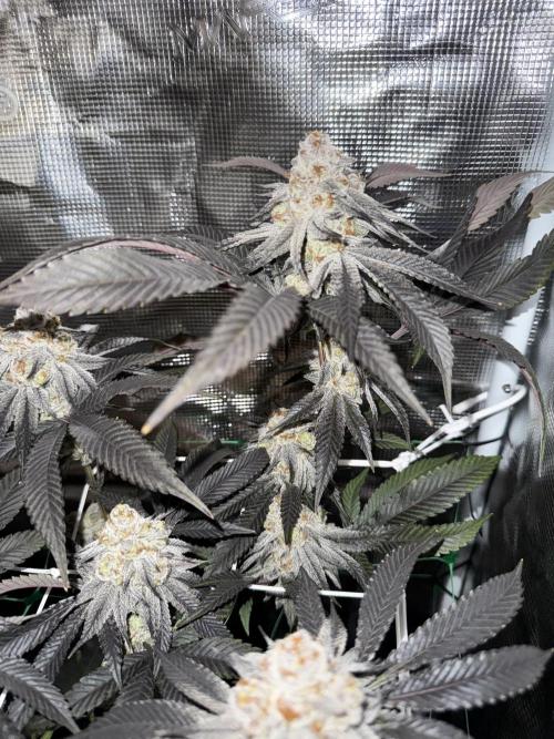 Astronaut Status #24 - Winter Grow 2024. Week 11