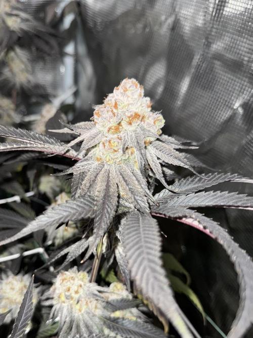 Astronaut Status #24 - Winter Grow 2024. Week 11