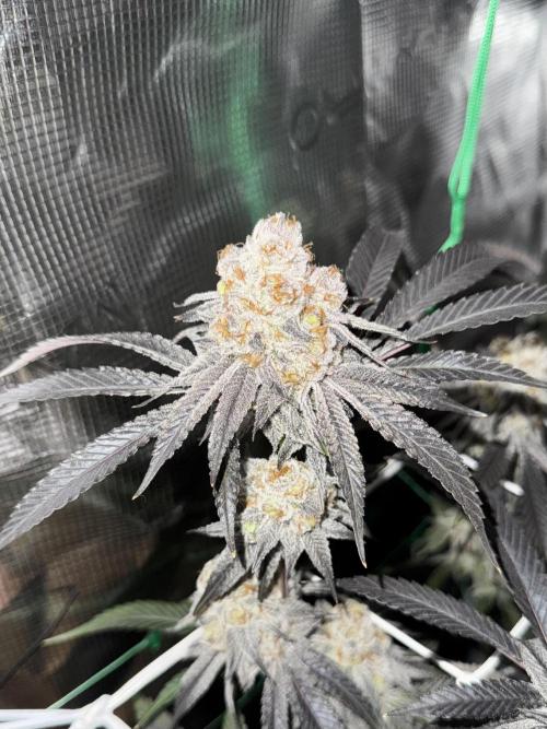 Astronaut Status #24 - Winter Grow 2024. Week 11