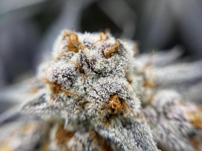 Astronaut Status #24 - Winter Grow 2024. Week 12