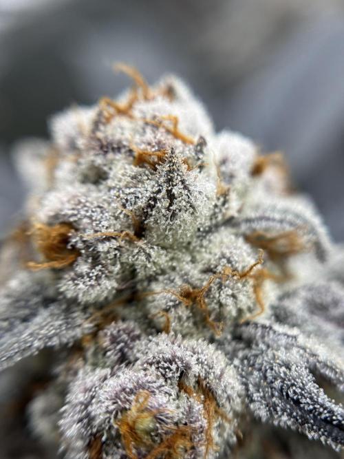 Astronaut Status #24 - Winter Grow 2024. Week 12