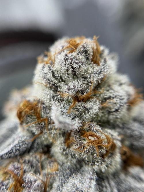 Astronaut Status #24 - Winter Grow 2024. Week 12