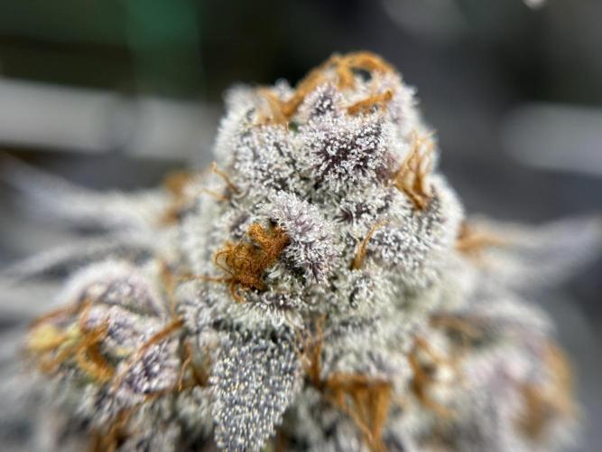 Astronaut Status #24 - Winter Grow 2024. Week 12