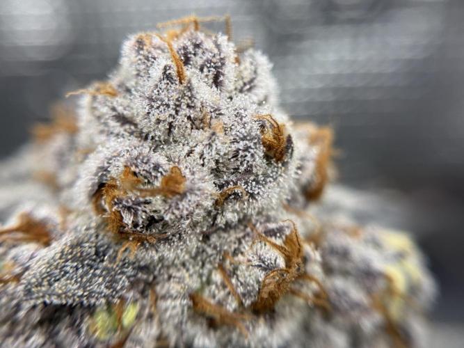 Astronaut Status #24 - Winter Grow 2024. Week 12