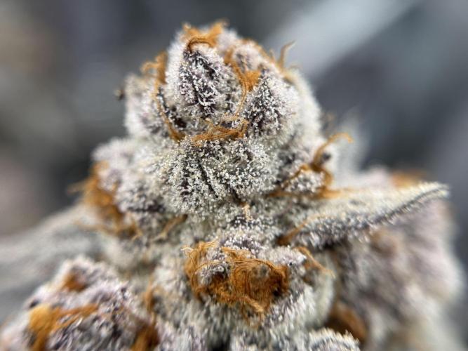 Astronaut Status #24 - Winter Grow 2024. Week 12