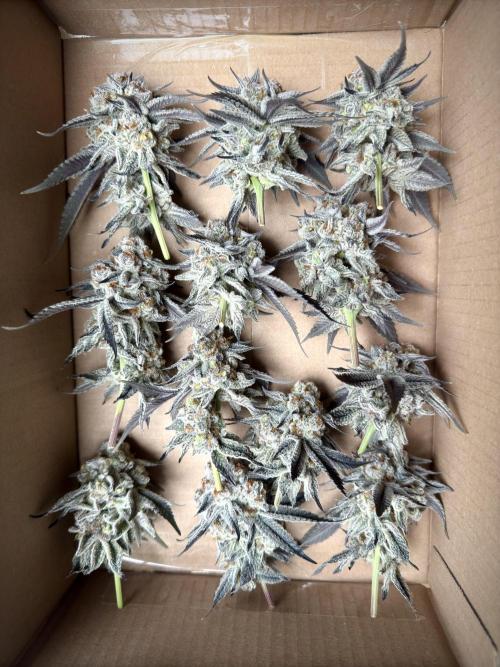 Astronaut Status #24 - Winter Grow 2024. Week 12
