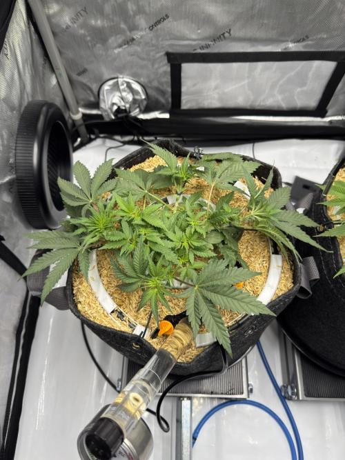 Granny Candy. Week 6