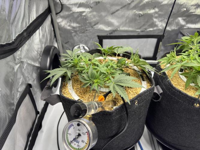 Granny Candy - Fasciation. Week 6