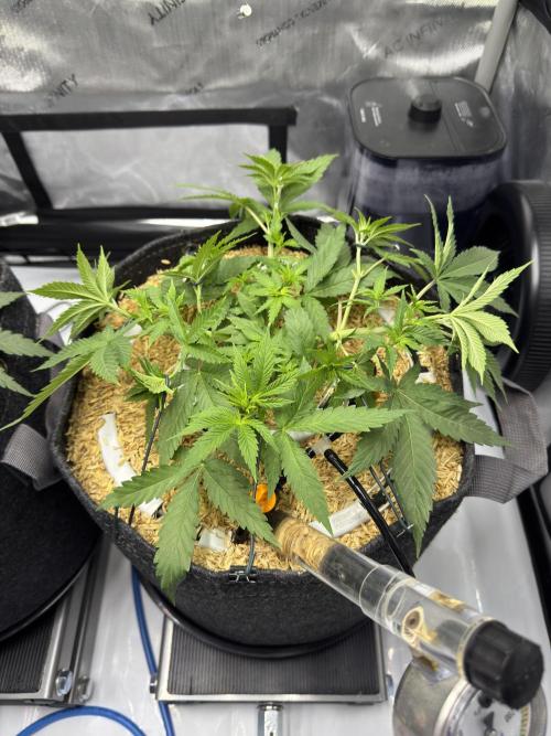 Marshmallow OG. Week 6