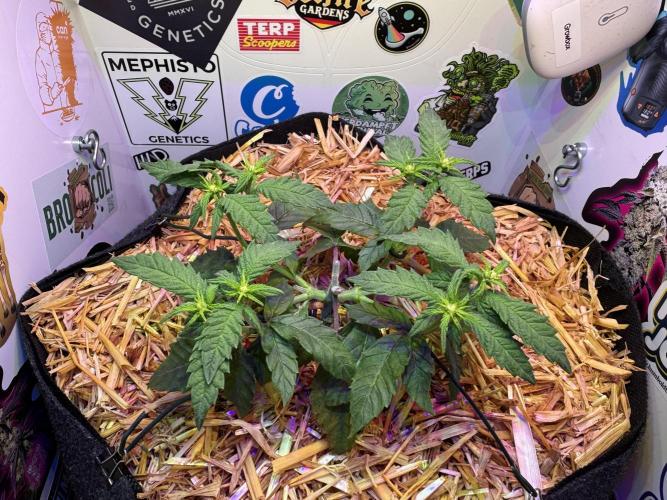 Gastronomical -  Bonsai MiniGrow. Week 6