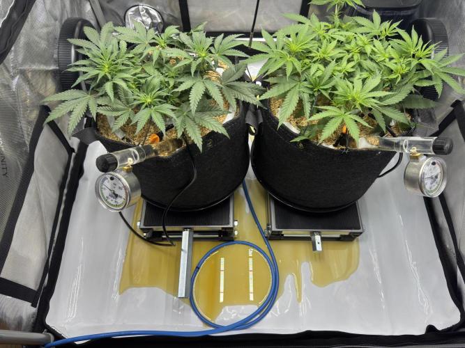 Marshmallow OG. Week 6