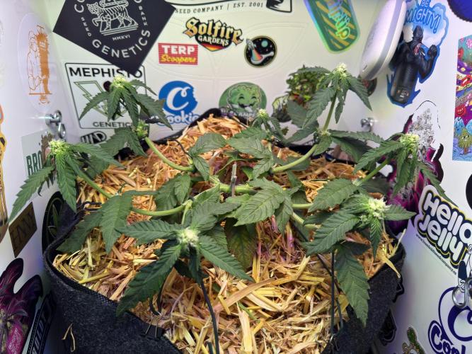 Gastronomical -  Bonsai MiniGrow. Week 7