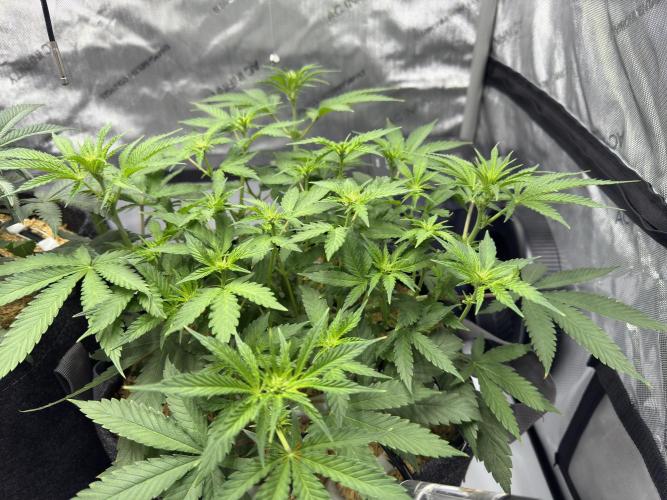 Marshmallow OG. Week 7