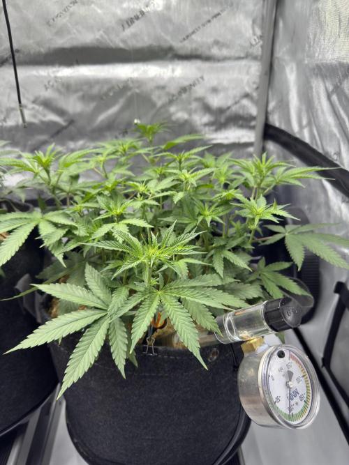 Marshmallow OG - Spring Grow. Week 7