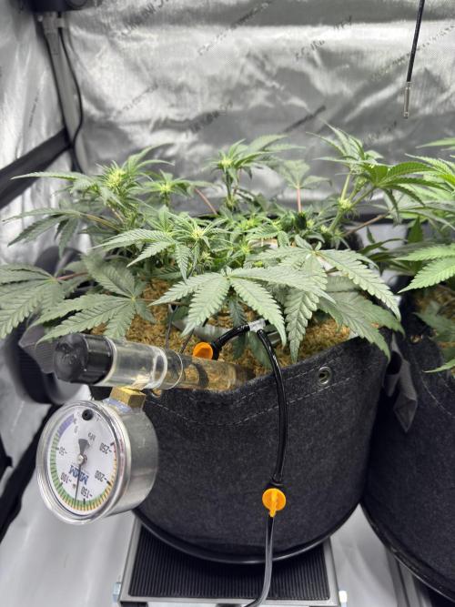 Granny Candy - Fasciation. Week 7