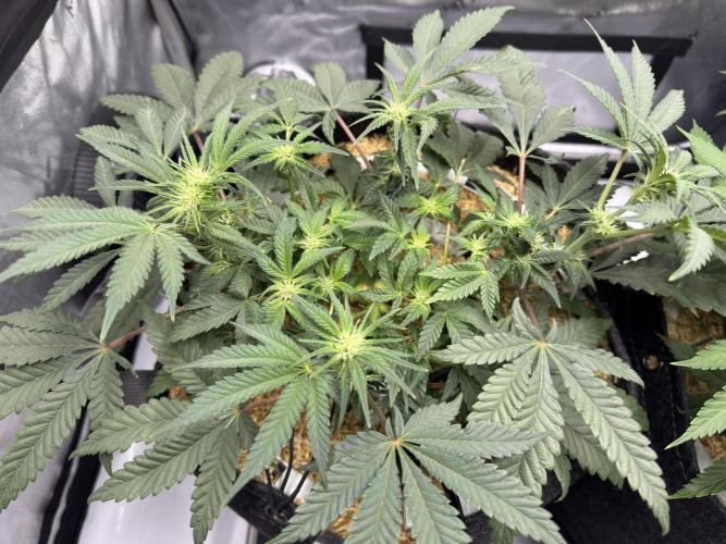 Granny Candy. Week 7