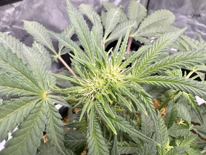 Granny Candy. Week 7