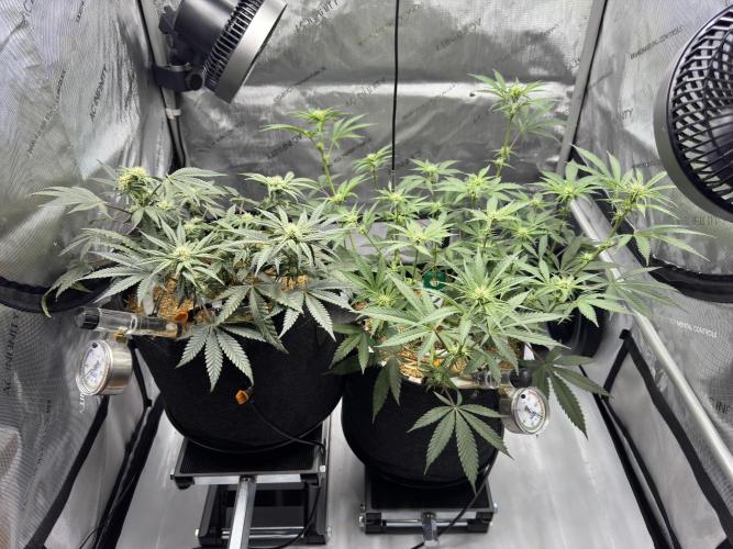 Marshmallow OG - Spring Grow. Week 8