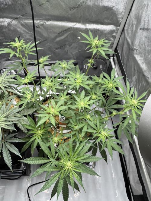Marshmallow OG - Spring Grow. Week 8