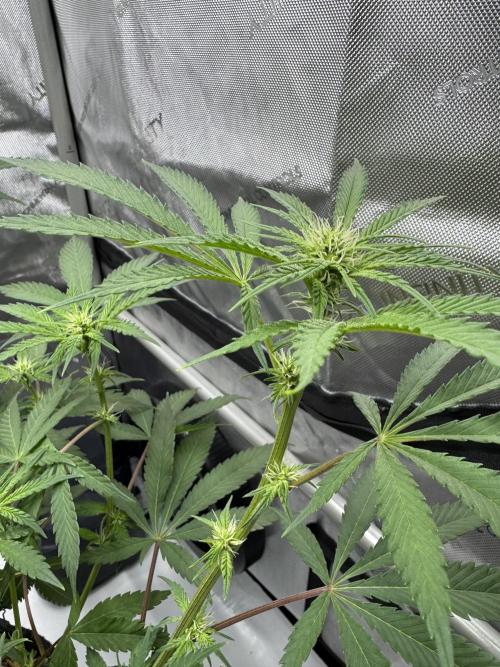 Marshmallow OG. Week 8