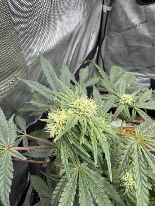 Granny Candy. Week 8