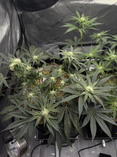 Granny Candy - Fasciation. Week 8
