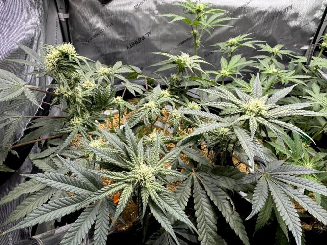 Granny Candy - Fasciation. Week 8