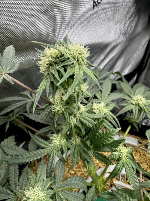 Granny Candy. Week 8