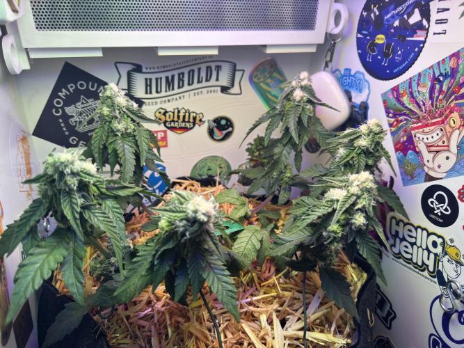 Gastronomical -  Bonsai MiniGrow. Week 9
