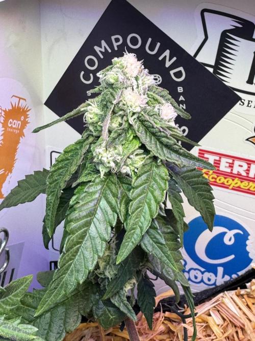 Gastronomical -  Bonsai MiniGrow. Week 9