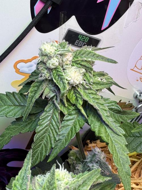 Gastronomical -  Bonsai MiniGrow. Week 9